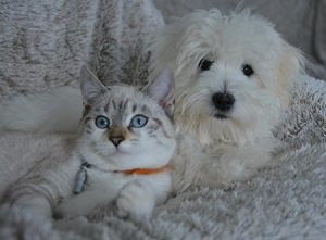 Návrat k tradíciám – pes a mačka v dome
